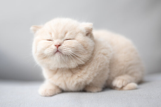 Extram niedliches Katzenbaby BKH Kitten ganz vertr&auml;umt