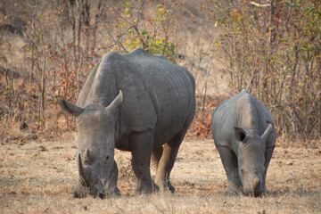 A female rhinoceros and her calf grazing grass in the wild.