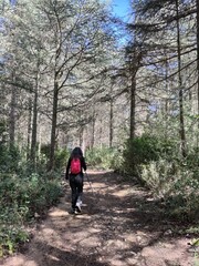 Forêt des cèdres, Vaucluse
