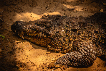 Fototapeta premium Mugger Or Marsh Crocodile Living At The Madras Crocodile Bank Trust and Centre for Herpetology, ECR Chennai, Tamilnadu, South India