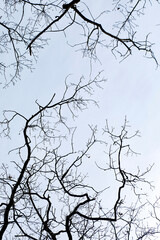 Branch of tree silhouette on blue sky background, no person
