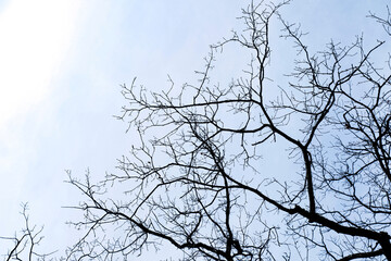 Branch of tree silhouette on blue sky background, no person