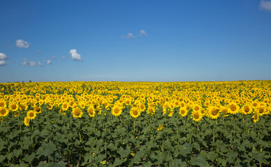 sunflower field in sunlight, bright floral landscape in summer, beautiful blooming sun flowers. Harvest field. Place for the text. Combination of yellow, blue and green colors