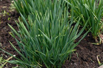 a bush of garlic in a garden bed.