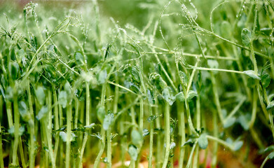 Obraz premium Closeup Of Young Pea seeds Sprouts