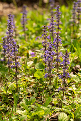 Fototapeta premium Purple Wildflowers In Spring In Smoky Mountains