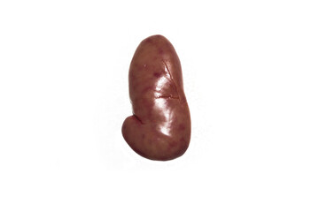 Human kidney on a white background