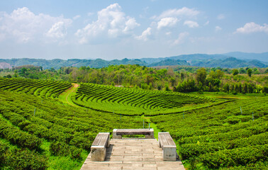 Beautiful scenery of Choui Fong tea plantation At Mae Chan, Chiang Rai Province in Thailand.