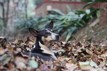 A black and brown coloured dog resting on a heap of dry leaves kept on the street side.