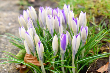 A group of crocus flower buds growing in spring garden.