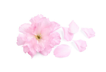 Obraz na płótnie Canvas Beautiful pink sakura blossom and petals isolated on white