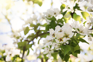 Beautiful blossoming pear tree outdoors on sunny day, closeup. Space for text