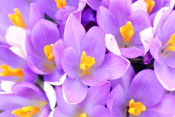 Full frame and Closeup of violet crocus flowers blooming with yellow pollens, beautiful spring