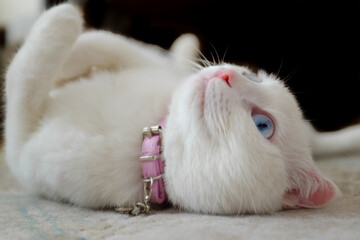 White Scottish fold kitten with blue eyes