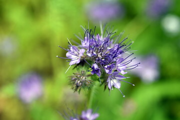 Close up of phacelia buds
