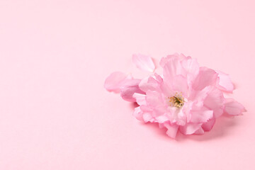 Fototapeta na wymiar Beautiful sakura tree blossoms on pink background. Space for text