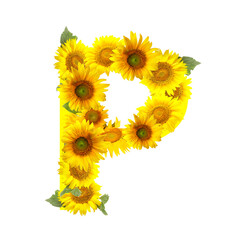 Letter P made of beautiful sunflowers on white background