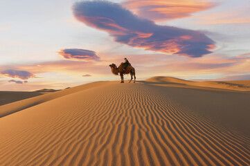 Camel going through the sand dunes on sunrise, Gobi desert Mongolia