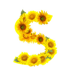 Letter S made of beautiful sunflowers on white background