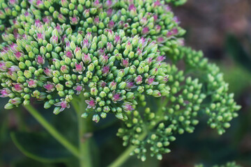 Closeup of tiny pink flowers opening on a sedum
