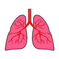 Lungs 3D colored vector image isolated on white for human body awareness and respiratory disease education.