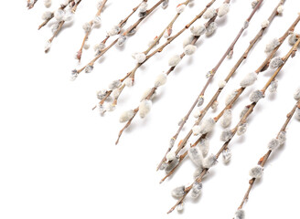 Willow branches on white background