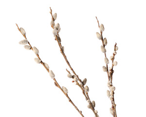 Willow branches on white background