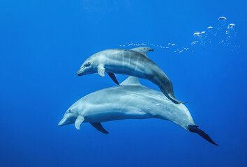 Baby dolphin - obrazy, fototapety, plakaty
