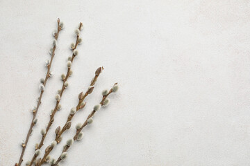Willow branches on light background