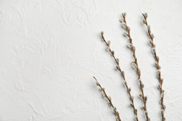Willow branches on light background