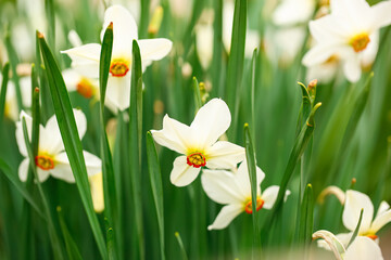 Obraz premium Beautiful narcissus flowers in garden, closeup