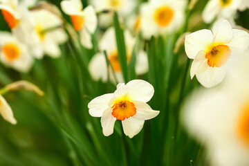 Beautiful narcissus flowers in garden, closeup