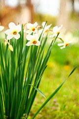 Beautiful narcissus flowers in garden