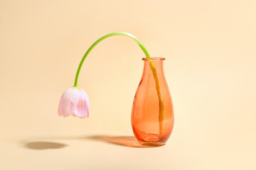 Vase with beautiful tulip flower on color background