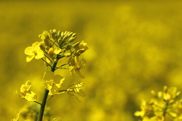 close up of blooming rapeseeds in the fields