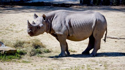 Rhinocero