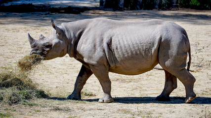 Fototapeta premium Rhinocero