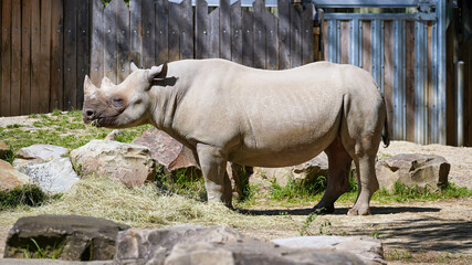 Fototapeta premium Rhinocero