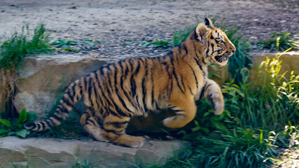 Tiger Cubs