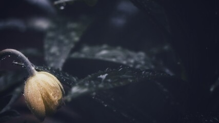 Life © Marcin