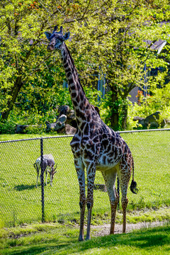 Girafee