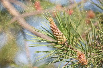 Male pine cones (Pinus sylvestris). Pine pollen is a aggressive allergen. Selective focus. - 433819229