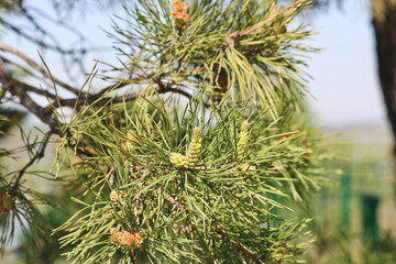 Pine cones, male inflorescence. Male conifer cone. Pine pollen is an allergen. Selective focus.