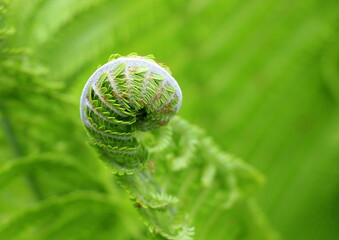 Fototapeta premium Green natural fern. The plant looks like a fern. Beautiful nature background.