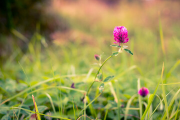 Red clover in the grass. Close up view from ground level