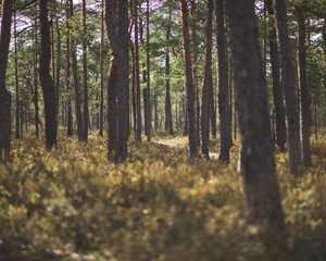 wooden path in forrest