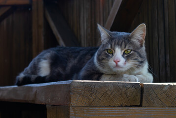 grey cat lies on a wooden bench