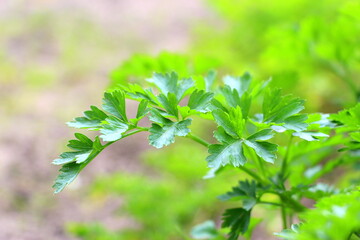 Green fresh parsley in the vegetable garden. Natural food greens. Vitamins for body and health.