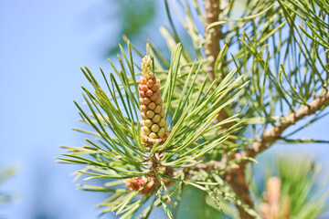 Male pine cones (Pinus sylvestris). Pine pollen is a aggressive allergen. Selective focus.
