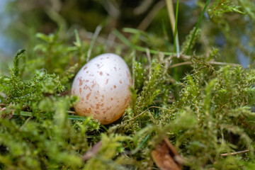 Naklejka na ściany i meble a great tit egg in a nest of moss